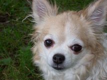 Ubytov�n� Chorvatsko - Dovolen� se psy